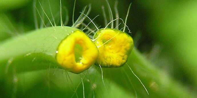 jugo de la planta celidonia del papiloma