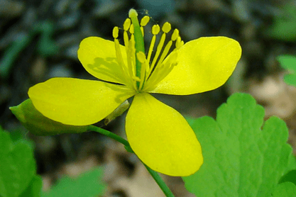 flor de la planta celidonia para eliminar los papilomas